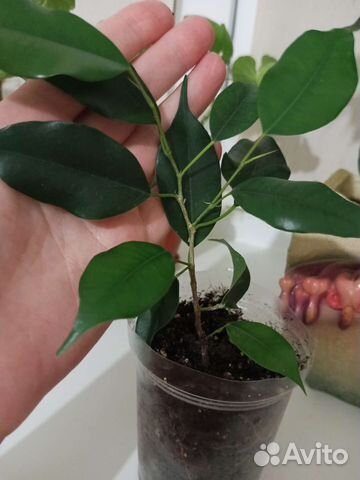 Фикус бенджамина