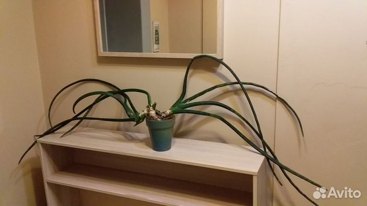 Продам цветы комнатные