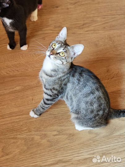 Молодая кошечка в добрые руки