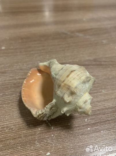 Ракушка рапан