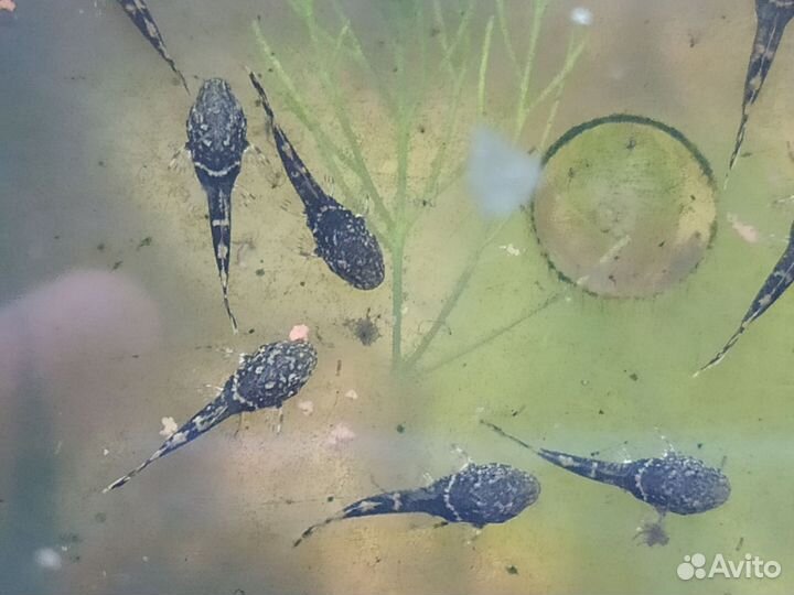 Аквариумные рыбки, мальки сомиков