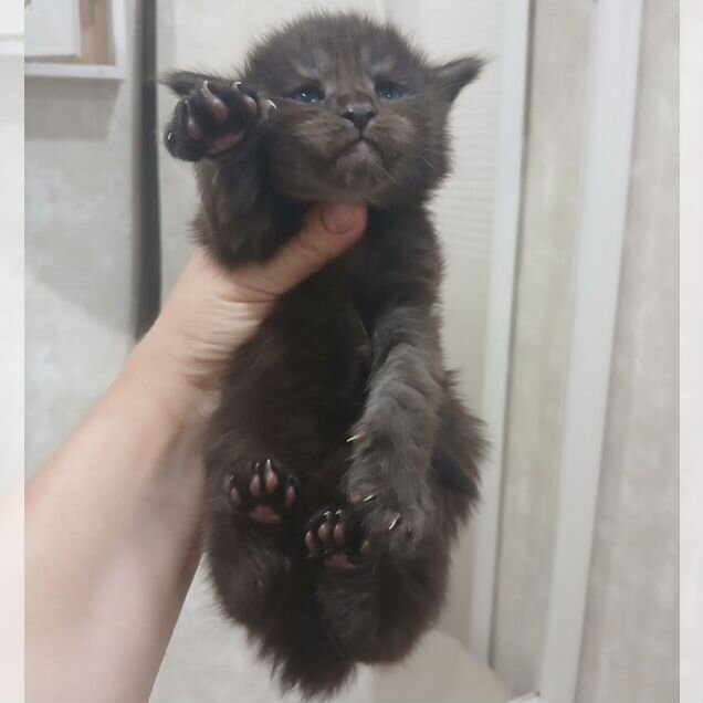 Мейн-кун котёнок