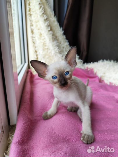 Ориентальные котята