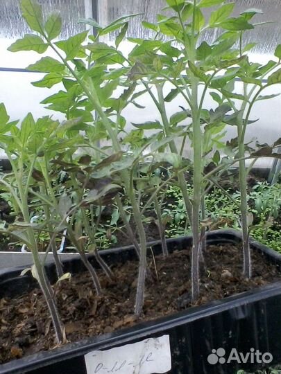 Рассада томатов