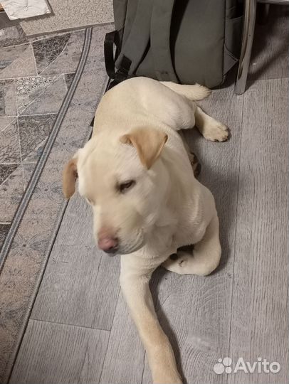 Лабрадор с шарпеем