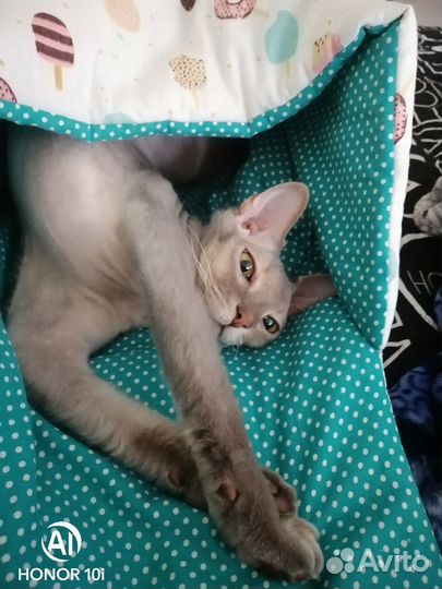 Донской сфинкс кот