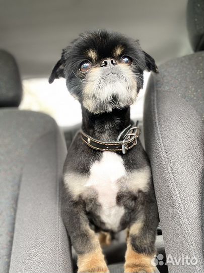 Мини пекинес