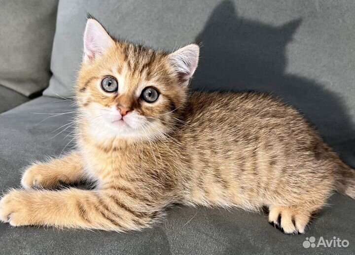 Котята манчкин. Окрасы тигровый, шиншилла