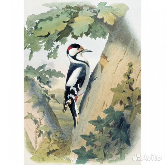 Открытки. Самые красивые птицы.Илл-ции Э.Травье