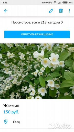 Золотые шары, жасмин, Сумах, сахалинская гречиха