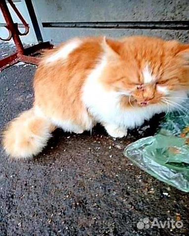 20 кошек на тер-и изолятора под открытым небом