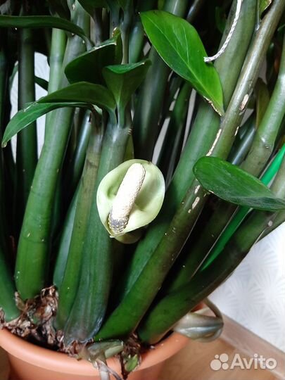 Растения замиокулькас и спатифиллум