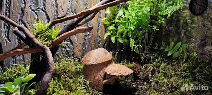 Домик- укрытие для террариума