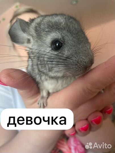 Домашние животные