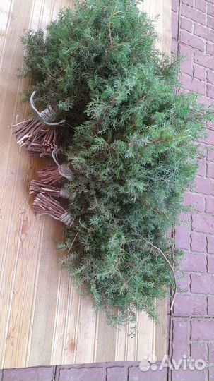 Можевельник