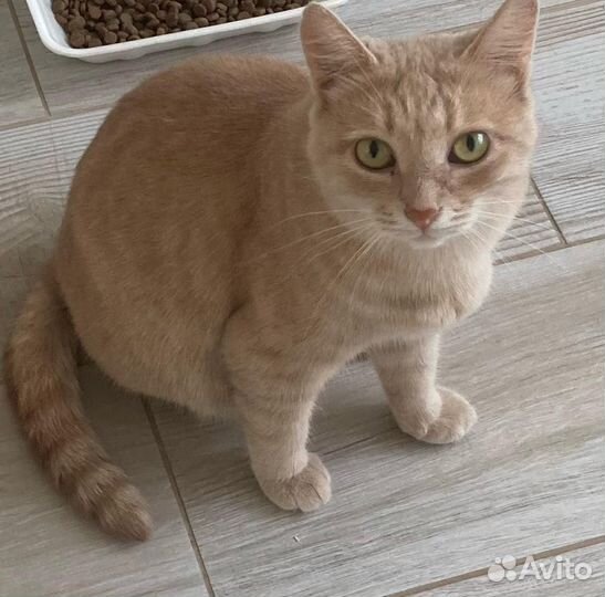Кошка в дар