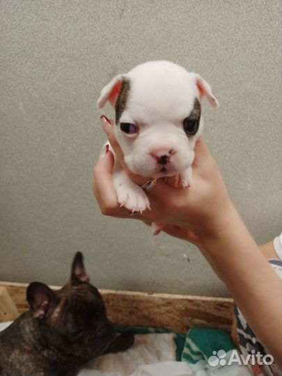 Французский бульдог щенки