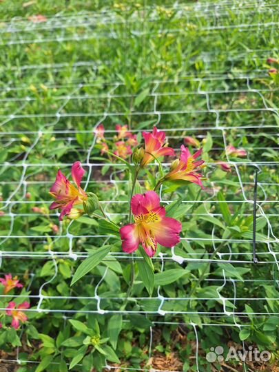 Альстромерия