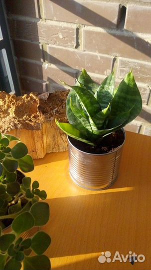 Суккуленты