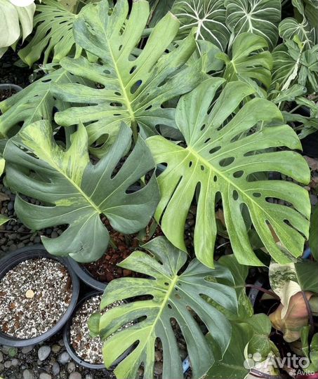 Монстера вариегатная Грин он Грин