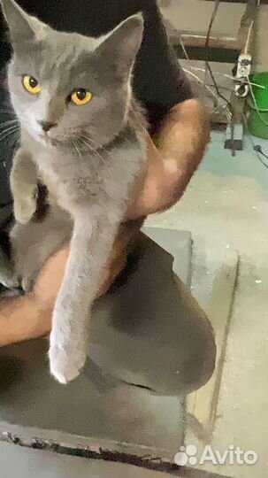 Британская кошка