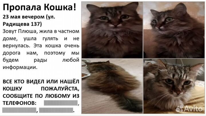 Потерялась кошка