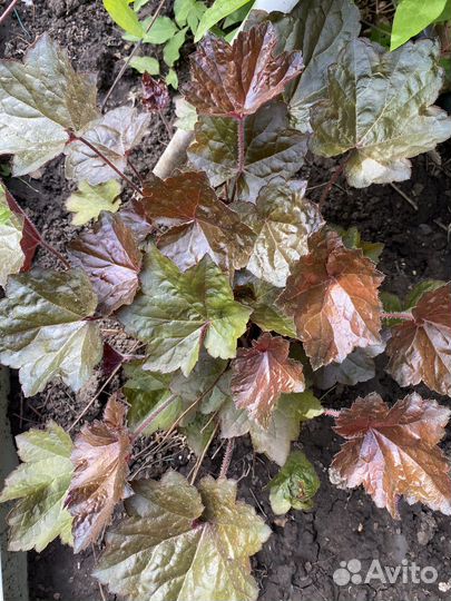 Гейхера, клематис, фалярис, прострел, астильба