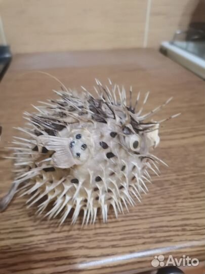 Сувенир Рыба Фугу