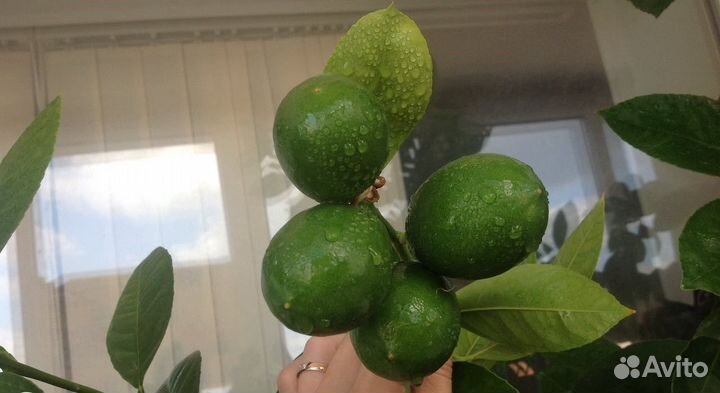 Лимоны комнатные