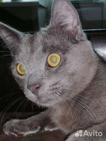 Вязка британец