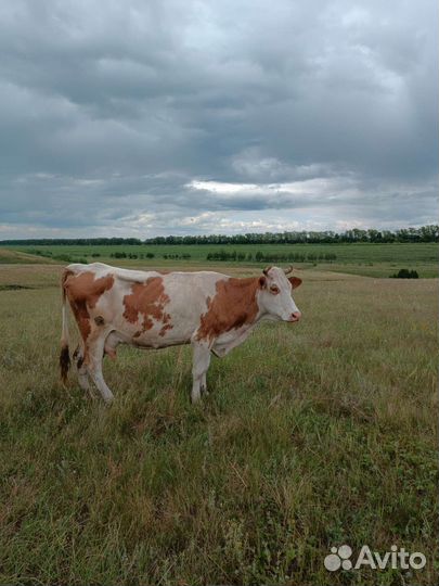 Корова стельная дойная