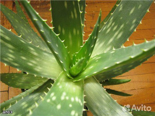 Каланхоэ, золотой ус, индийский лук, живое дерево