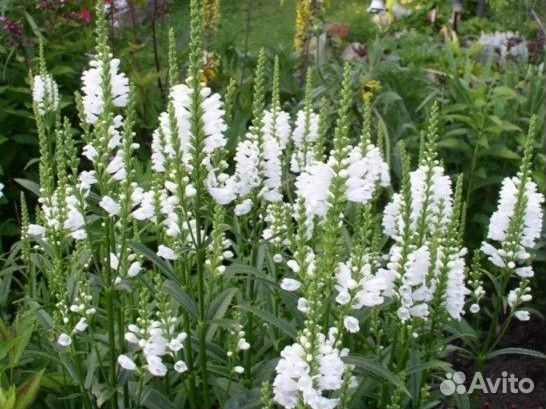 Физостегия белая