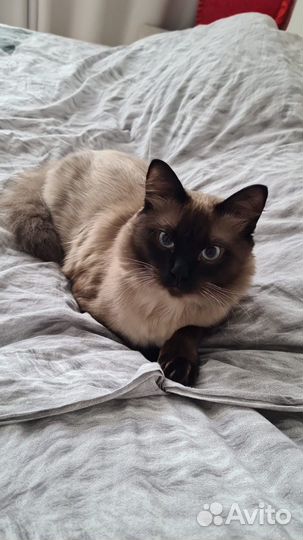 Отдам кота В добрые руки