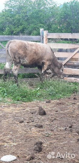 Тёлочки на откорме