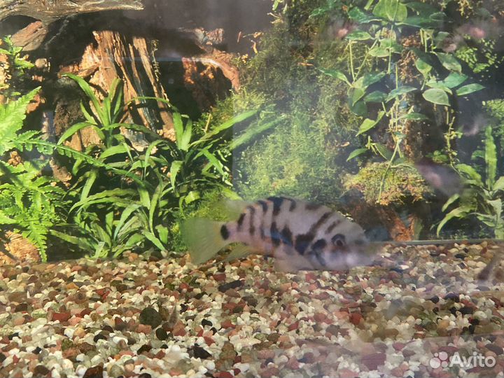 Цизлозема полосатая