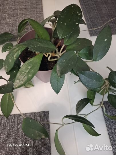 Хойя взрослая