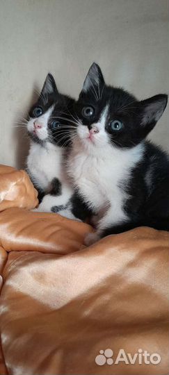 Кошка в дар бесплатно