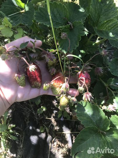 Земклуника Купчиха