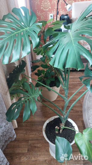 Монстера альба