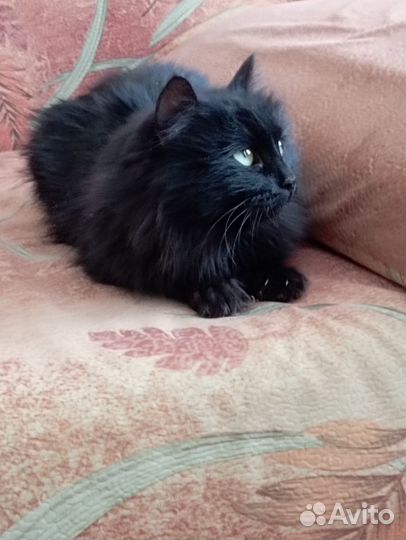 Кошечка в добрые руки