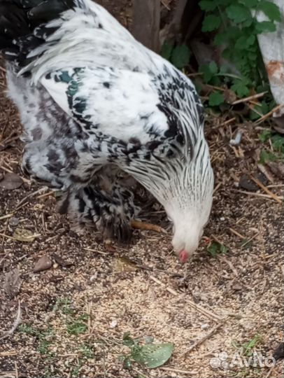 Петух брама Колумбийский