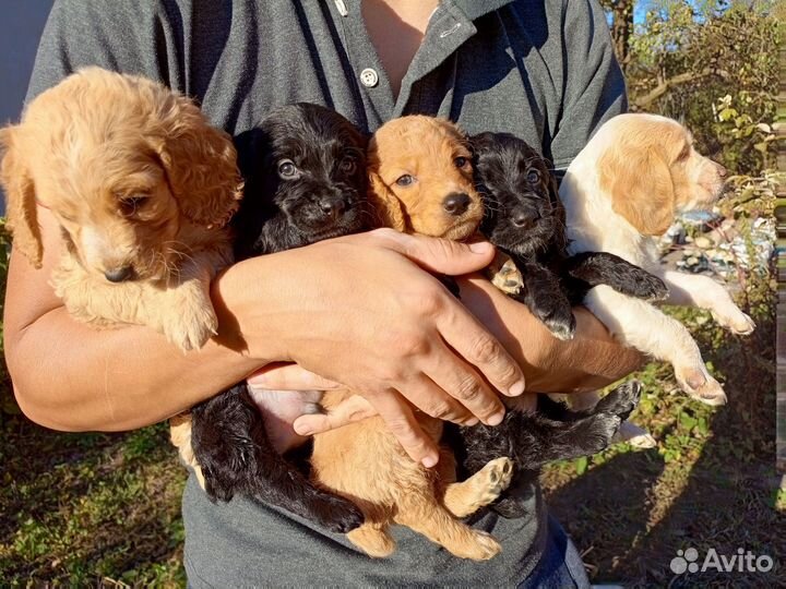 Русский охотничий спаниель щенки