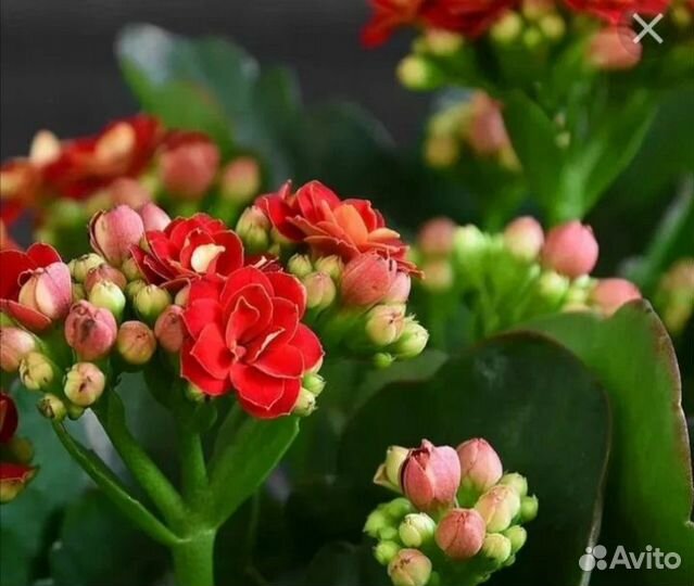 Декоративное каланхое, хавортия Жемчужная