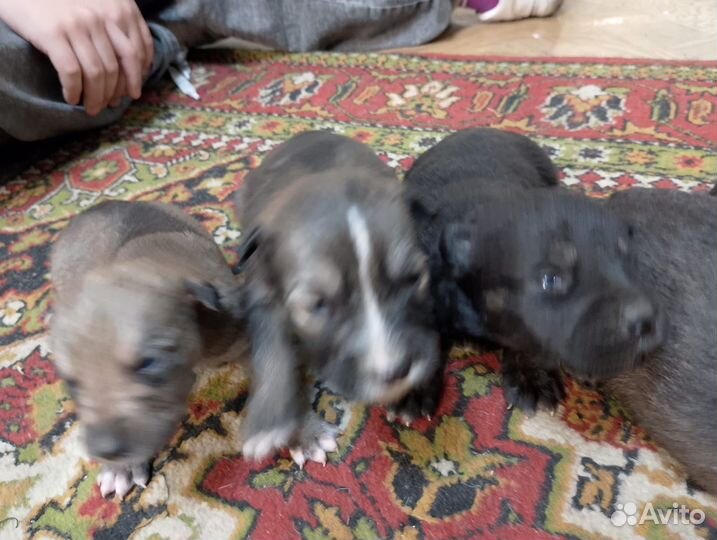 Щенки овчарки вео+сао