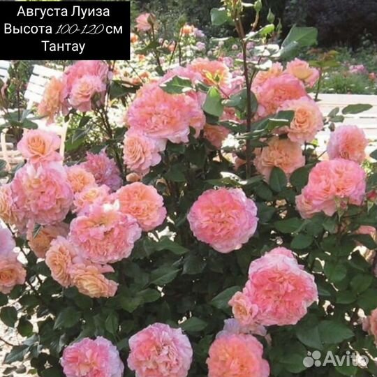 Роза Августа Луиза