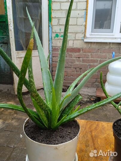 Алоэ, алое вера, лечебный