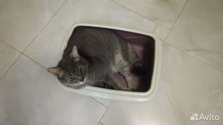 Лоток для кошек