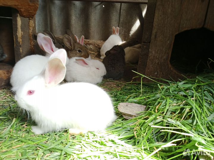 Крольчата