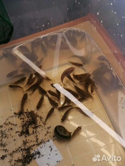 Рыбки цихлиды